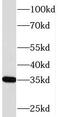 Pirin antibody, FNab06468, FineTest, Western Blot image 