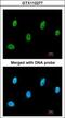 Sestrin 3 antibody, GTX112277, GeneTex, Immunofluorescence image 