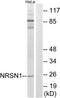 Neurensin 1 antibody, TA316131, Origene, Western Blot image 