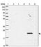 Neurobeachin Like 1 antibody, PA5-61974, Invitrogen Antibodies, Western Blot image 