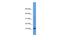 Cysteine And Tyrosine Rich 1 antibody, PA5-69393, Invitrogen Antibodies, Western Blot image 