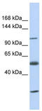 Zinc transporter ZIP10 antibody, TA333742, Origene, Western Blot image 