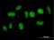 Nuclear Factor Of Activated T Cells 2 Interacting Protein antibody, H00084901-B01P, Novus Biologicals, Immunofluorescence image 