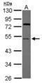 Ubiquitin Like Modifier Activating Enzyme 5 antibody, NBP2-20778, Novus Biologicals, Western Blot image 