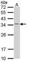 Checkpoint protein HUS1 antibody, GTX113745, GeneTex, Western Blot image 