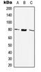 Somatostatin receptor type 2 antibody, MBS821501, MyBioSource, Western Blot image 