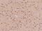 Hod antibody, 203204-T08, Sino Biological, Immunohistochemistry frozen image 