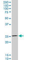 Homeobox C12 antibody, LS-C197446, Lifespan Biosciences, Western Blot image 