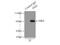 PXN antibody, 10029-1-Ig, Proteintech Group, Immunoprecipitation image 