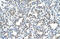 DNA replication licensing factor MCM3 antibody, 28-534, ProSci, Immunohistochemistry frozen image 