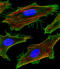 Shisa Like 2A antibody, A31951, Boster Biological Technology, Immunofluorescence image 