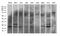 Nucleic Acid Binding Protein 1 antibody, M11516-1, Boster Biological Technology, Western Blot image 
