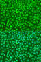 Homeobox protein Hox-B5 antibody, 23-415, ProSci, Immunofluorescence image 