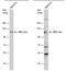 Protein Kinase D1 antibody, PA5-78126, Invitrogen Antibodies, Western Blot image 
