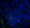 Costimulatory molecule antibody, RF16092, ProSci Inc, Immunofluorescence image 