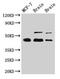 p53 antibody, CSB-PA07889A0Rb, Cusabio, Western Blot image 