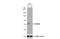 Myotubularin-related protein 2 antibody, NBP2-19434, Novus Biologicals, Western Blot image 