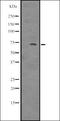 NUAK Family Kinase 2 antibody, orb335481, Biorbyt, Western Blot image 