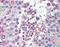 Mediator Complex Subunit 4 antibody, 26-547, ProSci, Immunohistochemistry paraffin image 