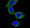 Sorbin And SH3 Domain Containing 1 antibody, PA5-24183, Invitrogen Antibodies, Immunofluorescence image 
