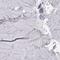 BarH Like Homeobox 1 antibody, PA5-52114, Invitrogen Antibodies, Immunohistochemistry frozen image 