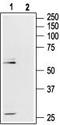 Opioid Receptor Mu 1 antibody, TA328920, Origene, Western Blot image 