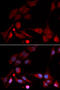 Amyloid beta A4 precursor protein-binding family B member 1 antibody, 18-403, ProSci, Immunofluorescence image 