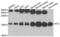 6-pyruvoyl tetrahydrobiopterin synthase antibody, abx004820, Abbexa, Western Blot image 