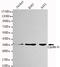 Cyclin H antibody, TA346907, Origene, Western Blot image 