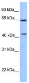 Coiled-Coil Domain Containing 60 antibody, TA337577, Origene, Western Blot image 