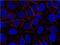 AHNAK Nucleoprotein antibody, ab68556, Abcam, Immunocytochemistry image 