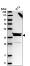 Poly(A) Polymerase Gamma antibody, HPA035349, Atlas Antibodies, Western Blot image 