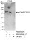 Centrosomin antibody, A302-002A, Bethyl Labs, Immunoprecipitation image 