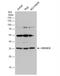 Exosome complex exonuclease RRP43 antibody, NBP2-14953, Novus Biologicals, Western Blot image 