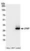 Protein Tyrosine Phosphatase Receptor Type C Associated Protein antibody, A304-456A, Bethyl Labs, Western Blot image 