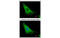 ADP-ribosylation factor 3 antibody, MBS835308, MyBioSource, Immunofluorescence image 