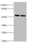 Nuclear Respiratory Factor 1 antibody, orb353035, Biorbyt, Western Blot image 