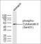 Cryptochrome-2 antibody, orb156461, Biorbyt, Western Blot image 