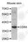 CD68 Molecule antibody, A6554, ABclonal Technology, Western Blot image 