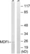 MyoD Family Inhibitor antibody, LS-C120105, Lifespan Biosciences, Western Blot image 