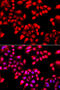 X-Ray Repair Cross Complementing 6 antibody, 22-868, ProSci, Immunofluorescence image 