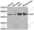 Cnp1 antibody, A1018, ABclonal Technology, Western Blot image 