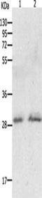 GTP cyclohydrolase I antibody, CSB-PA929459, Cusabio, Western Blot image 