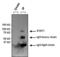 Signal Transducer And Activator Of Transcription 1 antibody, MA1-037X, Invitrogen Antibodies, Immunoprecipitation image 
