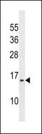 InaF Motif Containing 1 antibody, LS-C158740, Lifespan Biosciences, Western Blot image 