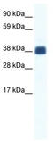 Gap Junction Protein Delta 2 antibody, TA341701, Origene, Western Blot image 