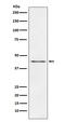 Carboxypeptidase A1 antibody, M05985-2, Boster Biological Technology, Western Blot image 