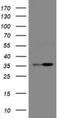 Replication Factor C Subunit 2 antibody, NBP2-45569, Novus Biologicals, Western Blot image 