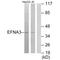 Ephrin A3 antibody, A07595, Boster Biological Technology, Western Blot image 