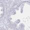 DMRT Like Family B With Proline Rich C-Terminal 1 antibody, HPA058553, Atlas Antibodies, Immunohistochemistry frozen image 